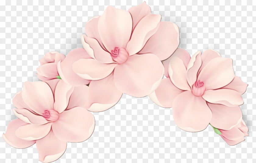 Magnolia Cherry Blossom PNG