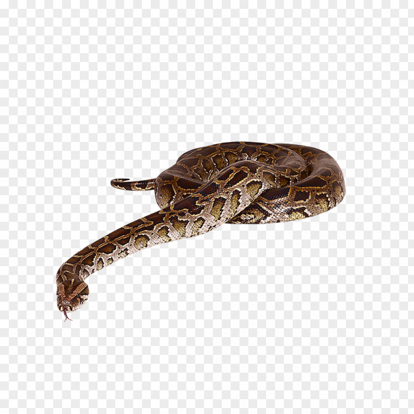 Snake Reptile Animal PNG