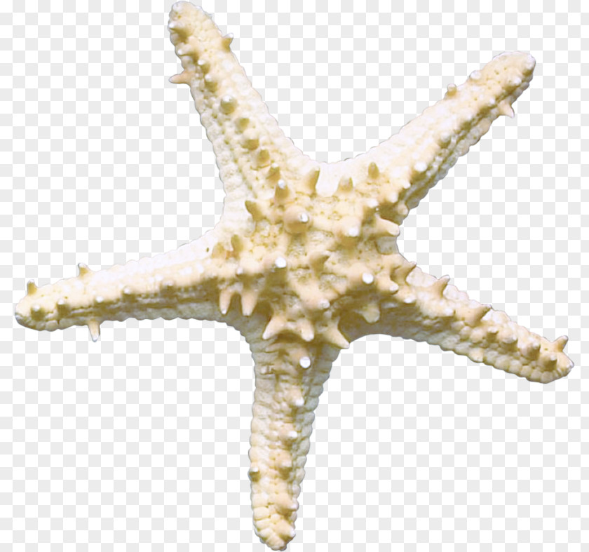Starfish Sea Underwater Organism PNG
