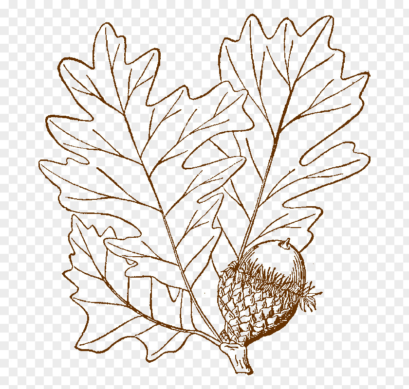 Tree Bur Oak Drawing Twig PNG