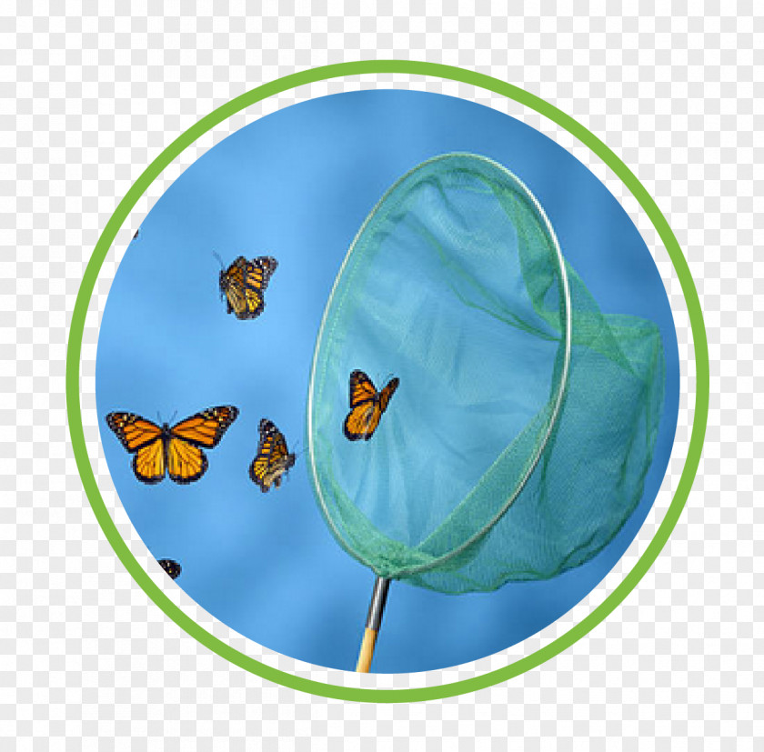 Butterfly Net PNG