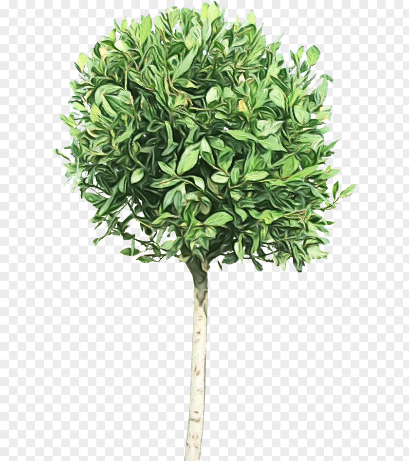 Jade Flower Woody Plant Architecture Tree PNG