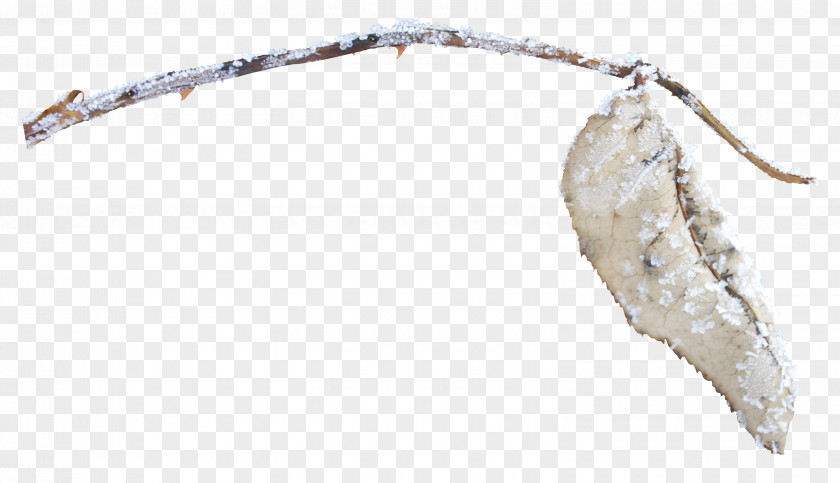 Snow Leaves Leaf Designer Google Images PNG