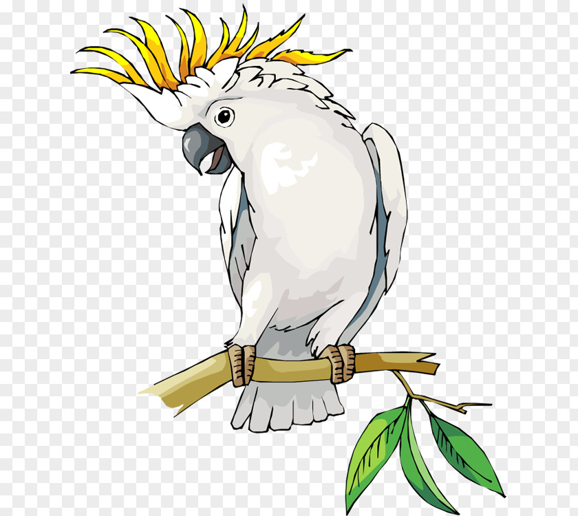 Cockatoo Clipart Cockatiel Macaw Clip Art PNG