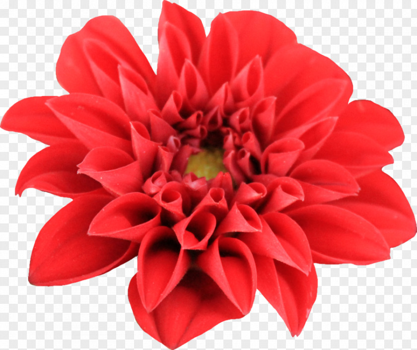 Dahlia Transparent Images Flower Clip Art PNG