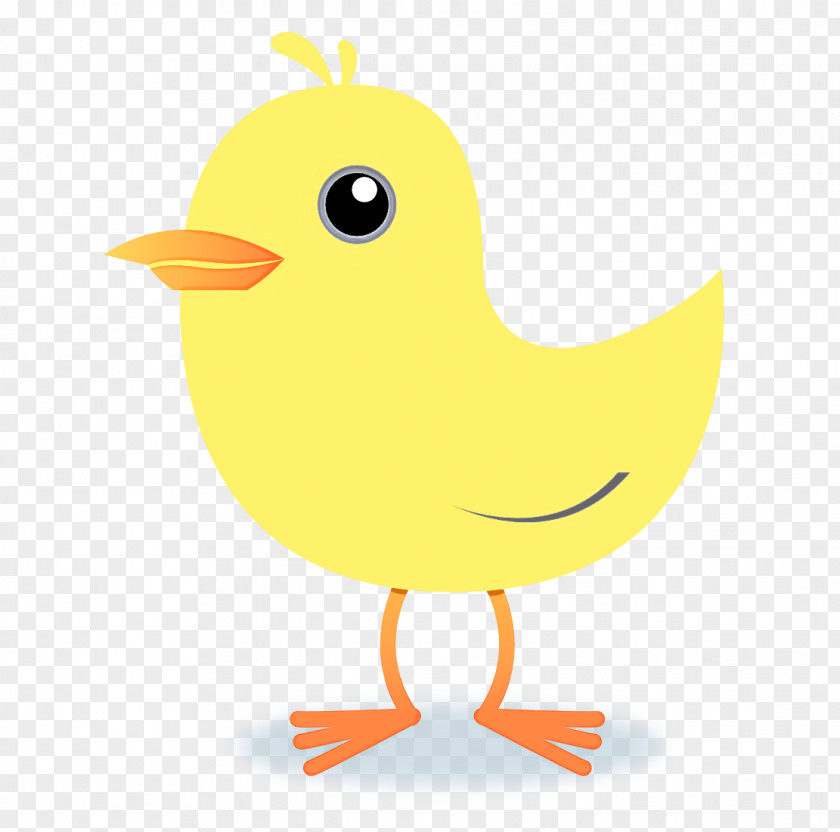 Duck Water Bird Yellow Beak Cartoon Chicken PNG