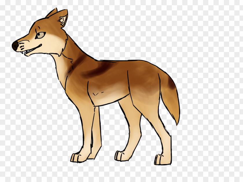 Fox Red Coyote Dhole Dingo Jackal PNG