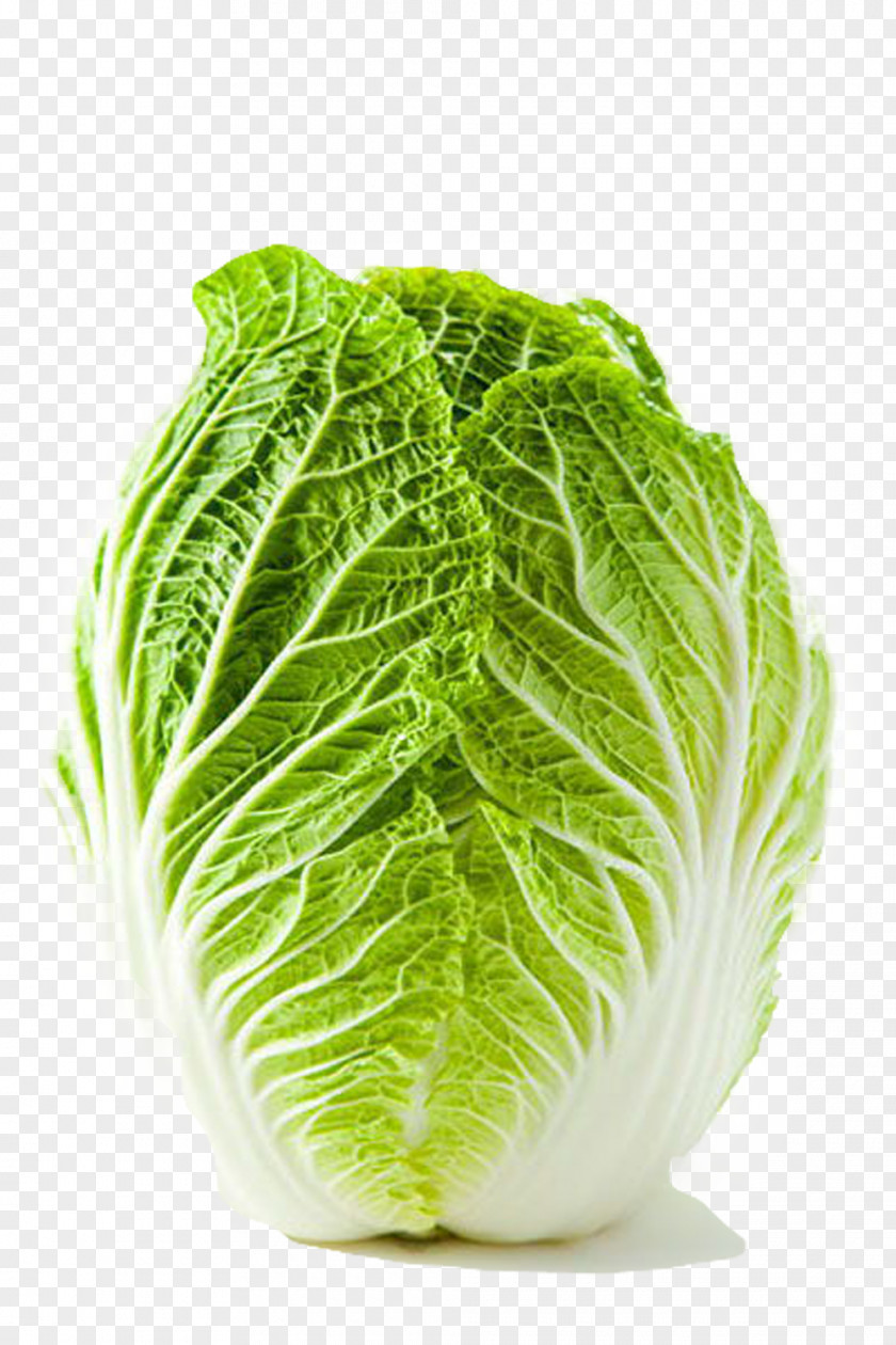 Fresh Cabbage Shandong Lettuce Chinese Shchi Vegetable PNG