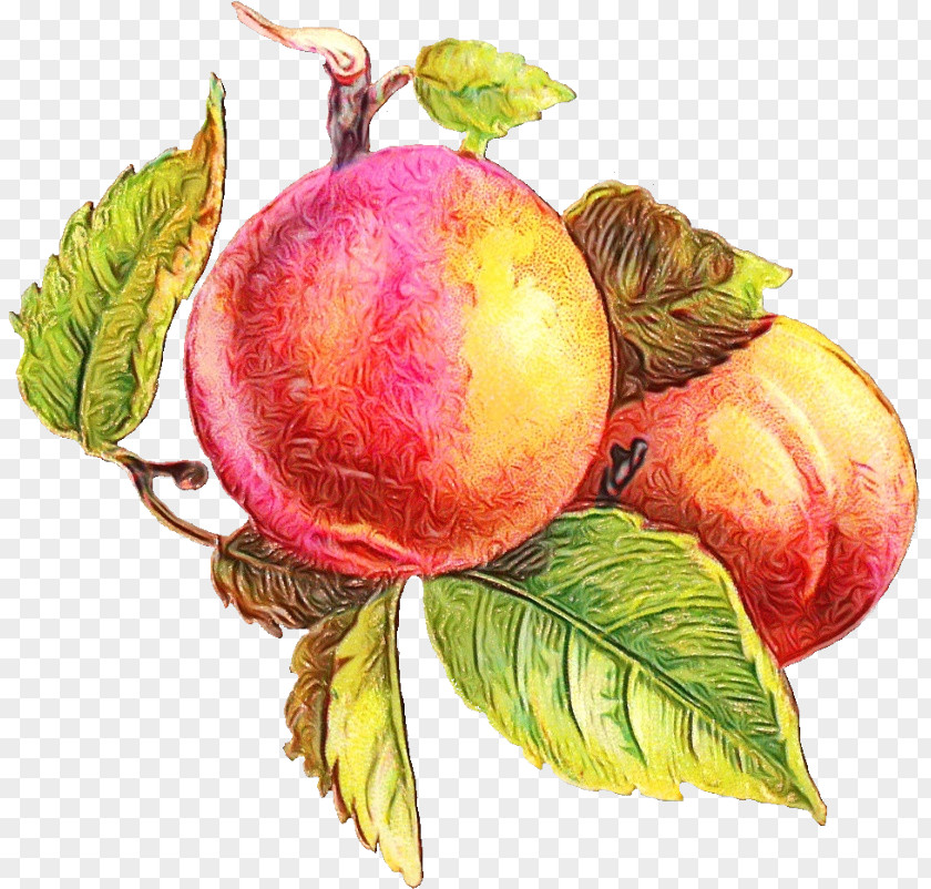 Fruit Tree PNG