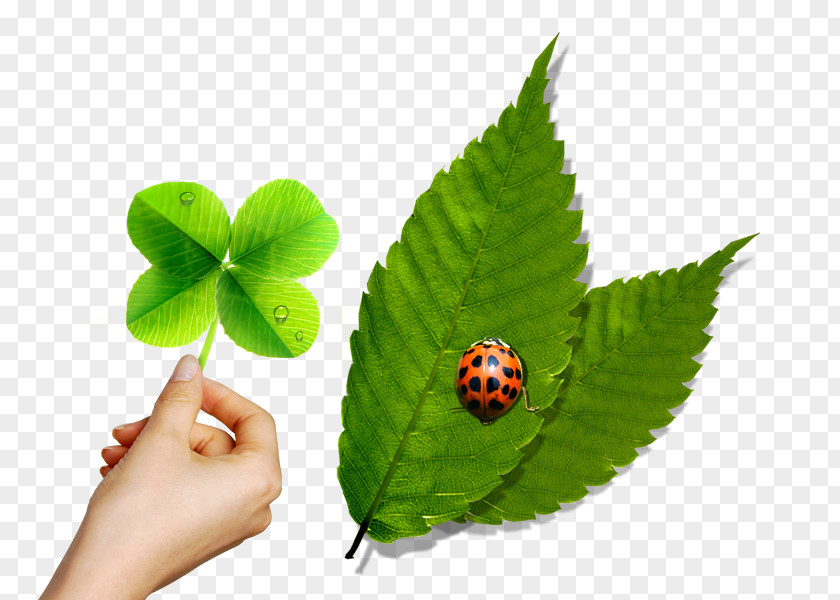 Mint Leaves And Ladybug Creative Leaf Green Ladybird PNG