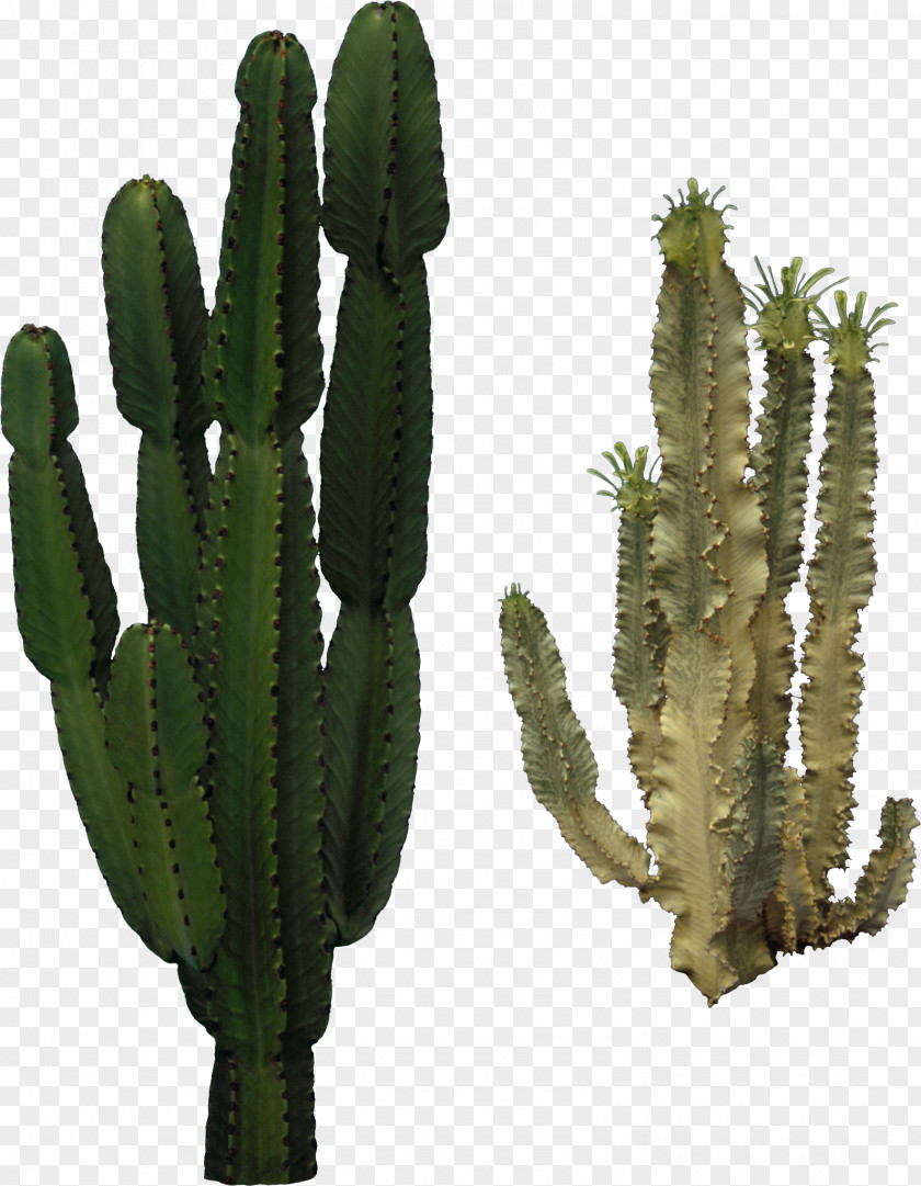 Cactus Cactaceae Clip Art PNG