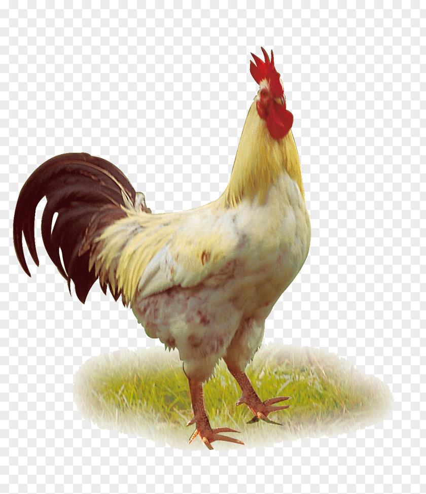 Chicken Larger HD Duck Poultry Rooster PNG