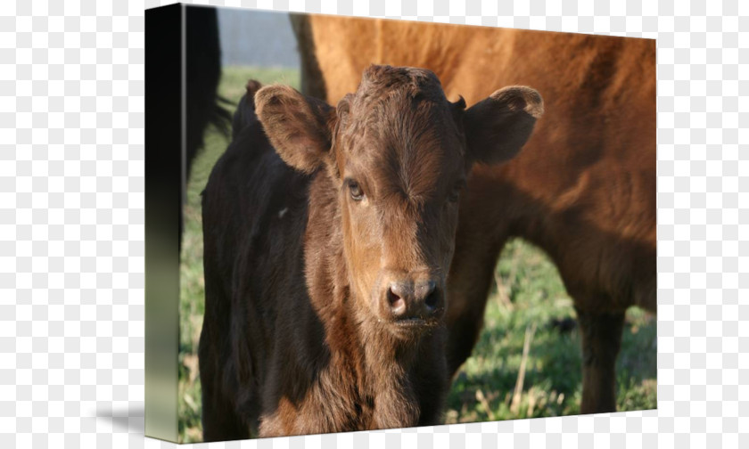 Willie Calf Ox Gallery Wrap Bull Canvas PNG