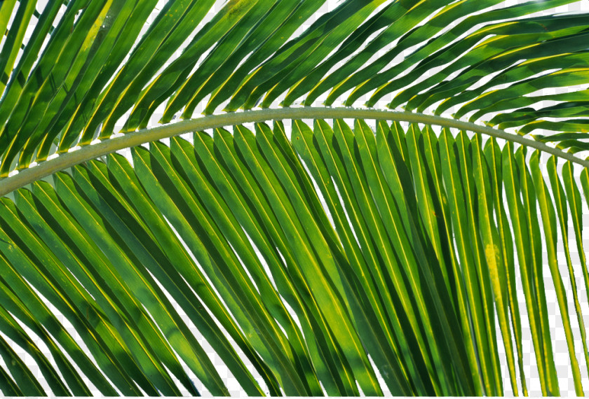Coconut Leaves Decorative Design Material Leaf PNG