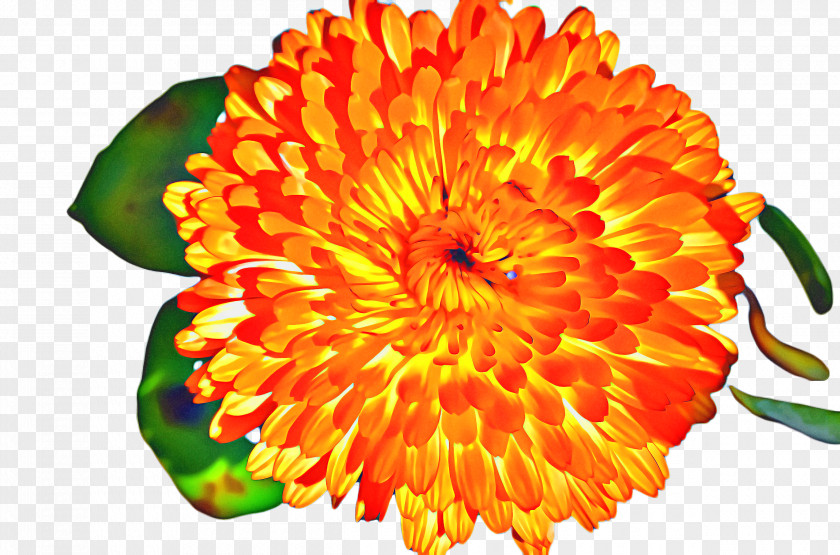 Dahlia Sunflower Flowers Background PNG