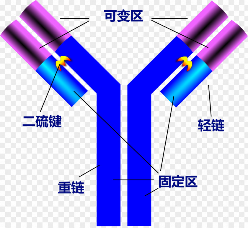 Diagram Structure Of The Earth Antibody Antigen Immunity Protein PNG