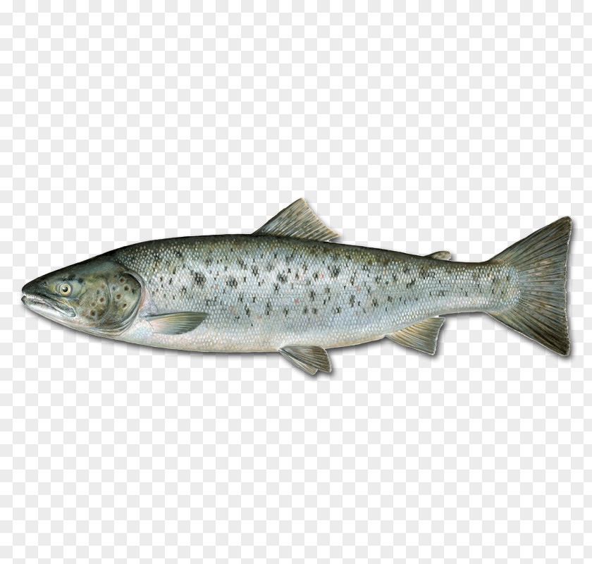 Fish Sardine Coho Salmon Brown Trout Coastal Cutthroat PNG