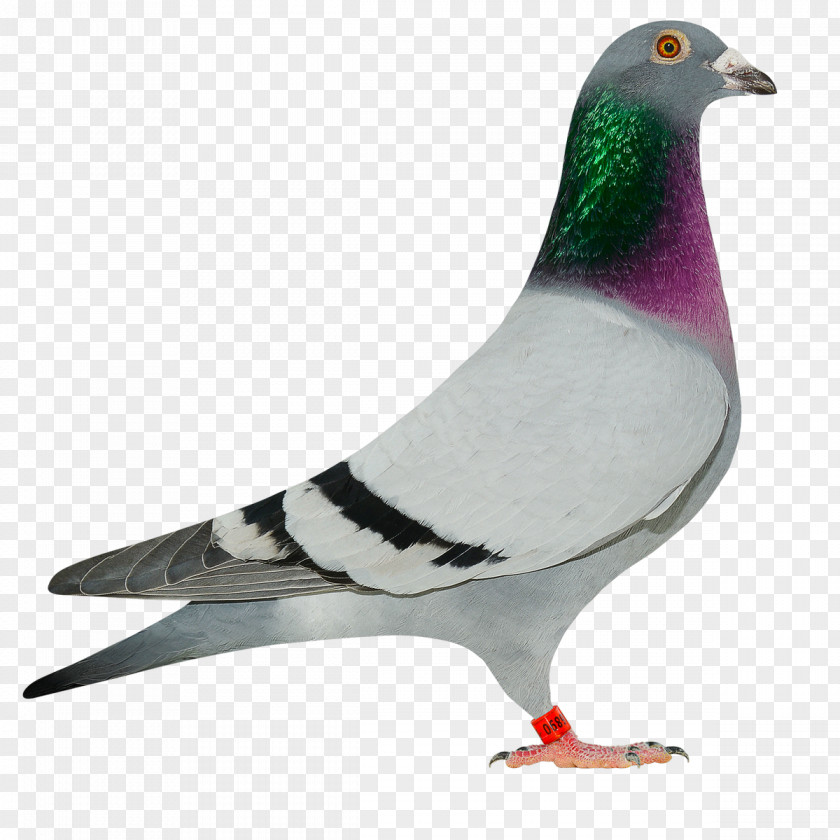 50% Sale Columbidae Homing Pigeon Animal Breed Keeping PNG