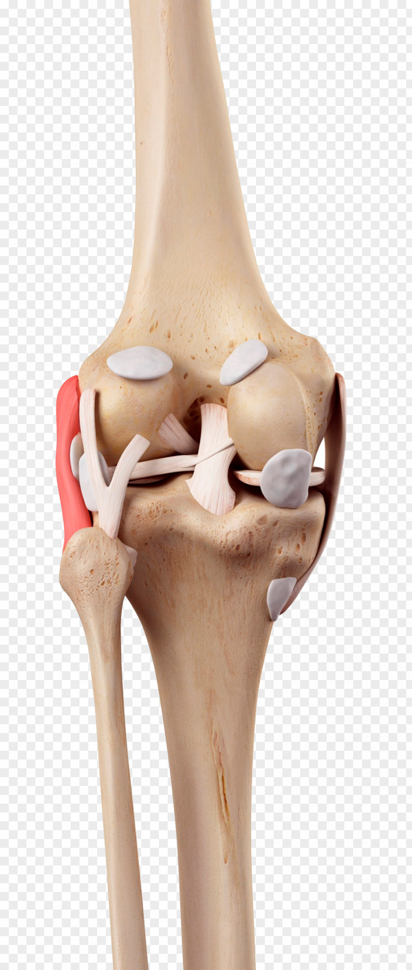 Human Knee Model Medial Collateral Ligament Fibular Anterior Cruciate PNG