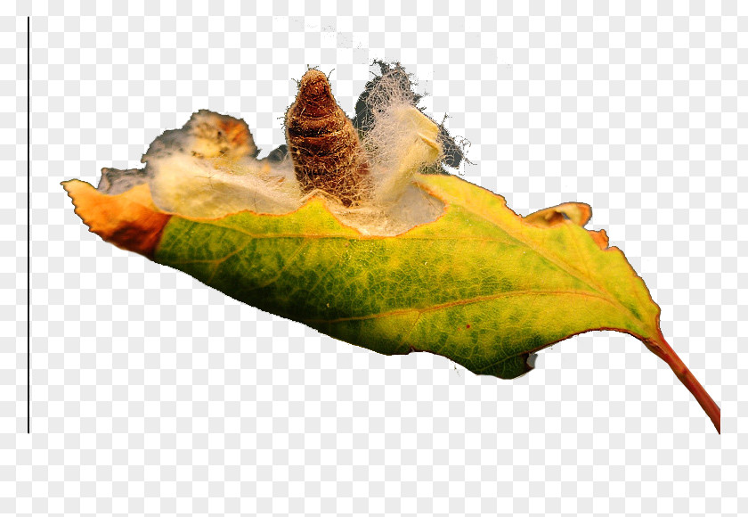 Leaf Insect PNG