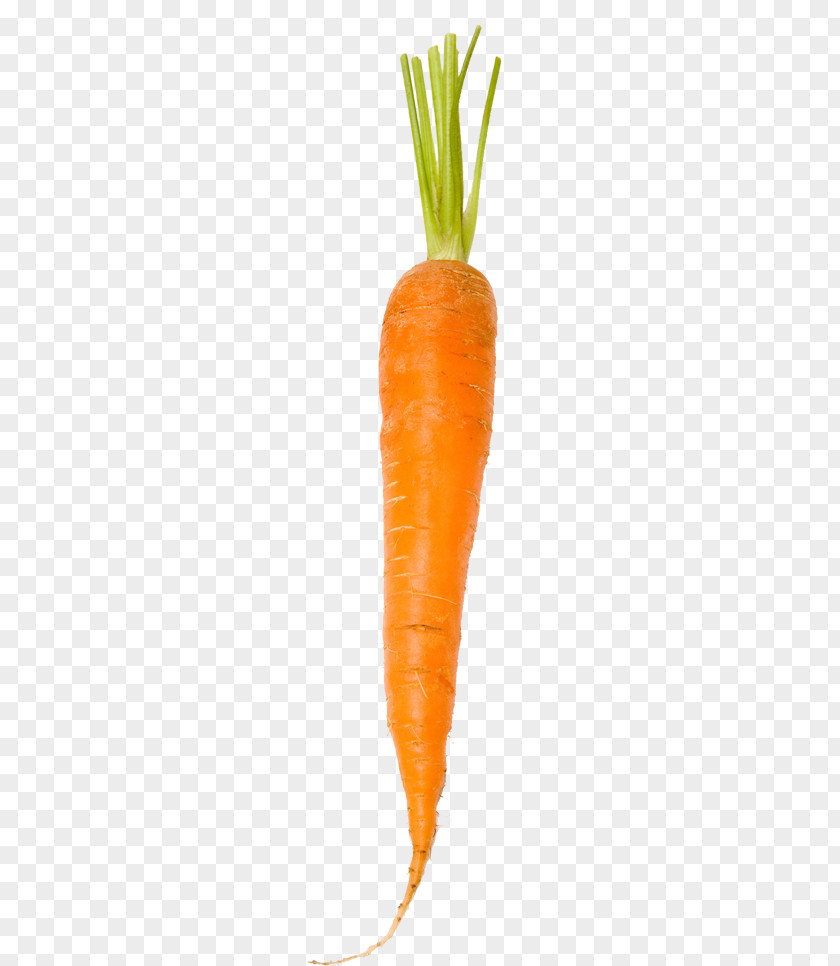 Carrot Baby White PNG