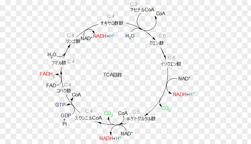 Citric Acid Cycle Nicotinamide Adenine Dinucleotide Glycolysis Gluconeogenesis Adenosine Triphosphate PNG