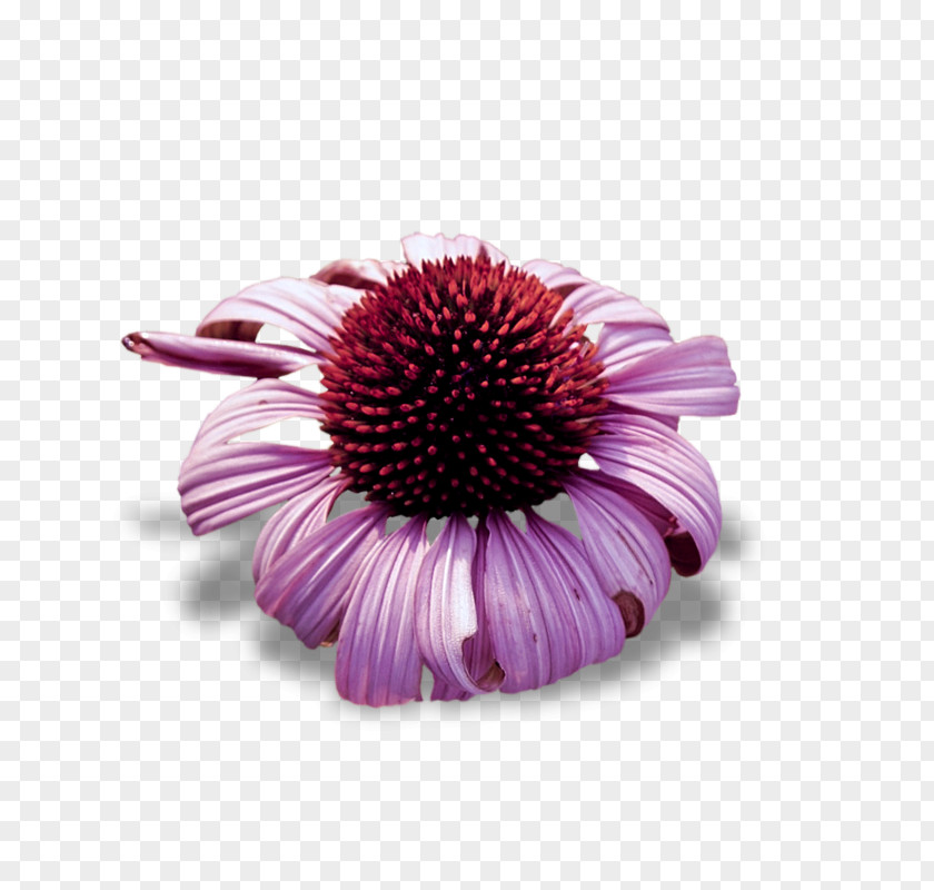 Flower Christmas Gift Petal Transvaal Daisy PNG