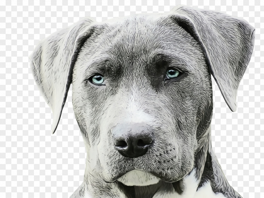 Working Dog Puppy Cute PNG