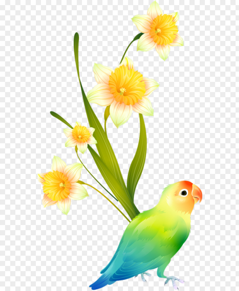 Parakeet Drawing Can Stock Photo Clip Art PNG