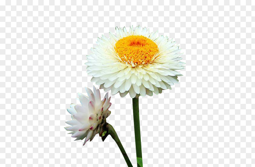 Two White Chrysanthemum Picture Material Xd7grandiflorum Oxeye Daisy Euclidean Vector PNG