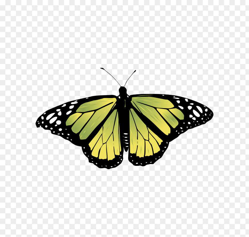 Butterfly Monarch Insect Vector Graphics Image PNG