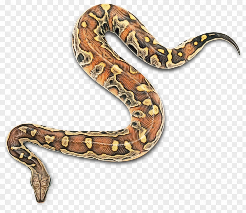 Colubridae Burmese Python Snake Cartoon PNG