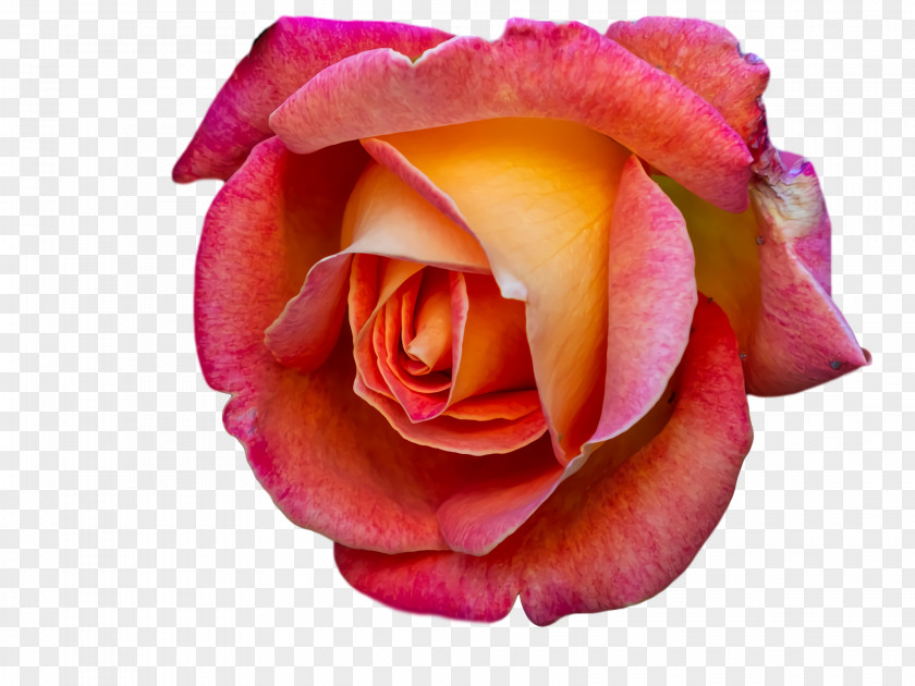 Garden Roses PNG