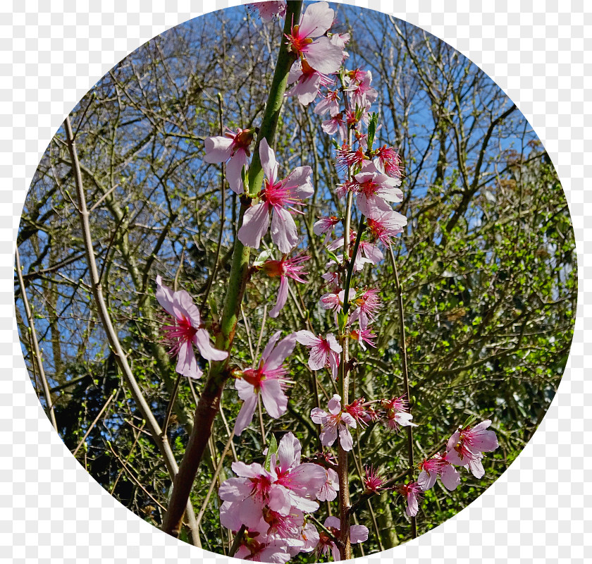 Silver Birch Tree Anglesey Abbey Wildflower Priory Garden PNG