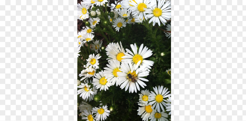 Beautiful Spring Flowers Oxeye Daisy Marguerite Roman Chamomile Chrysanthemum Wildflower PNG