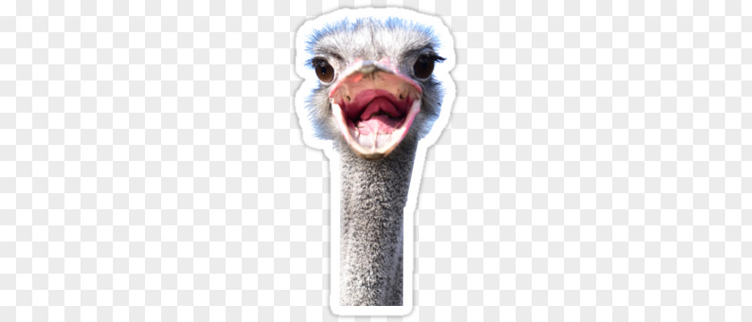 Bird Common Ostrich Flightless Animal Photography PNG