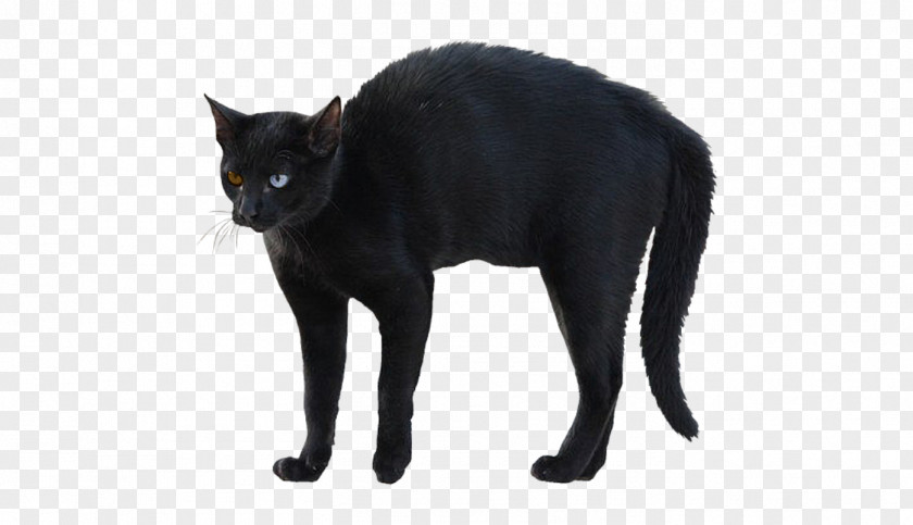 Black Cat Bombay Korat Whiskers Domestic Short-haired PNG