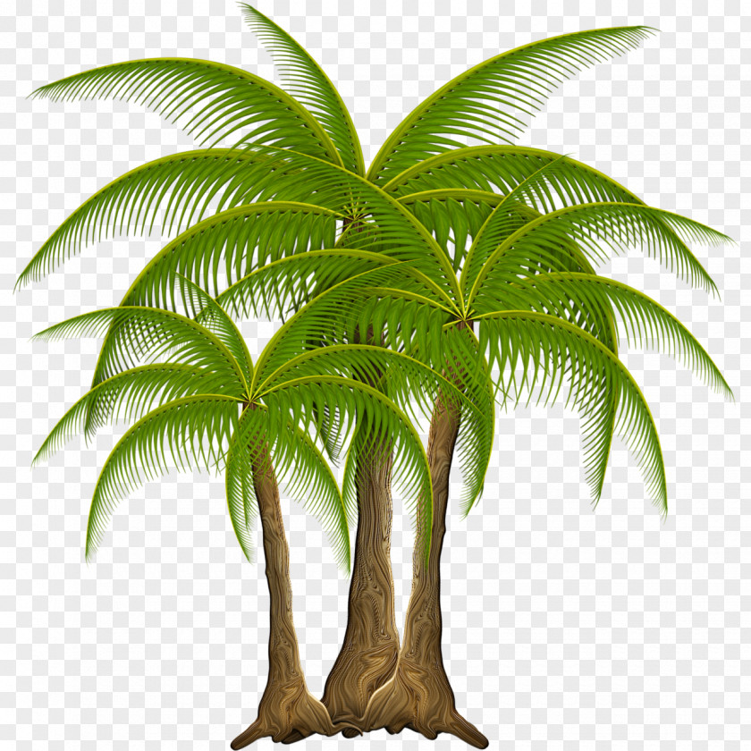 Coconut Babassu Leaf Nata De Coco PNG