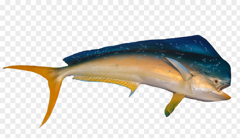 [dolphin Dolphin Porpoise Mahi-mahi Fishing PNG