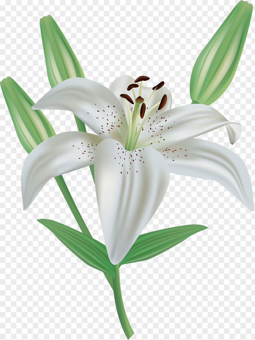 Lily Easter Lilium Candidum Arum-lily Clip Art PNG