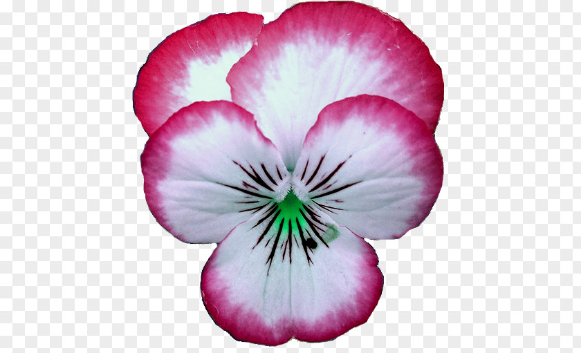 Pansy Crane's-bill Annual Plant Magenta Family PNG