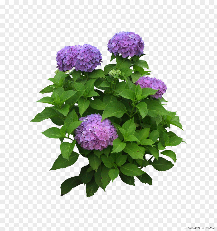 Purple Lilac Bouquet Flower Plant Leaf PNG