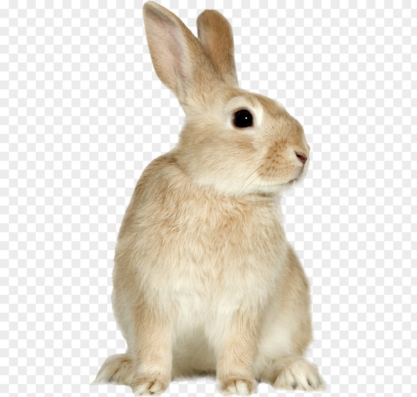 Rabbit Easter Bunny PaintShop Pro PNG