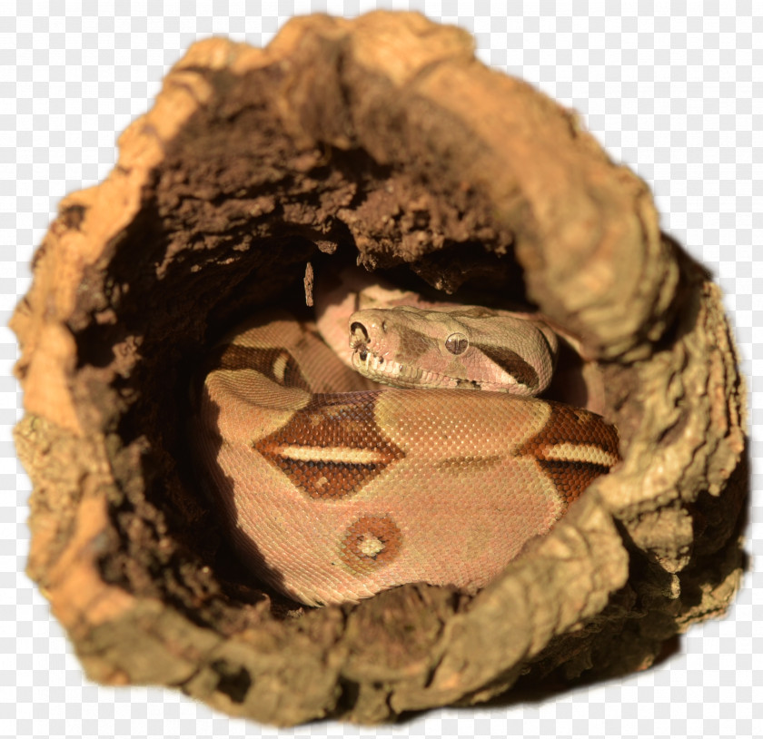 Snake Boa Constrictor Imperator The Constriction Boas PNG