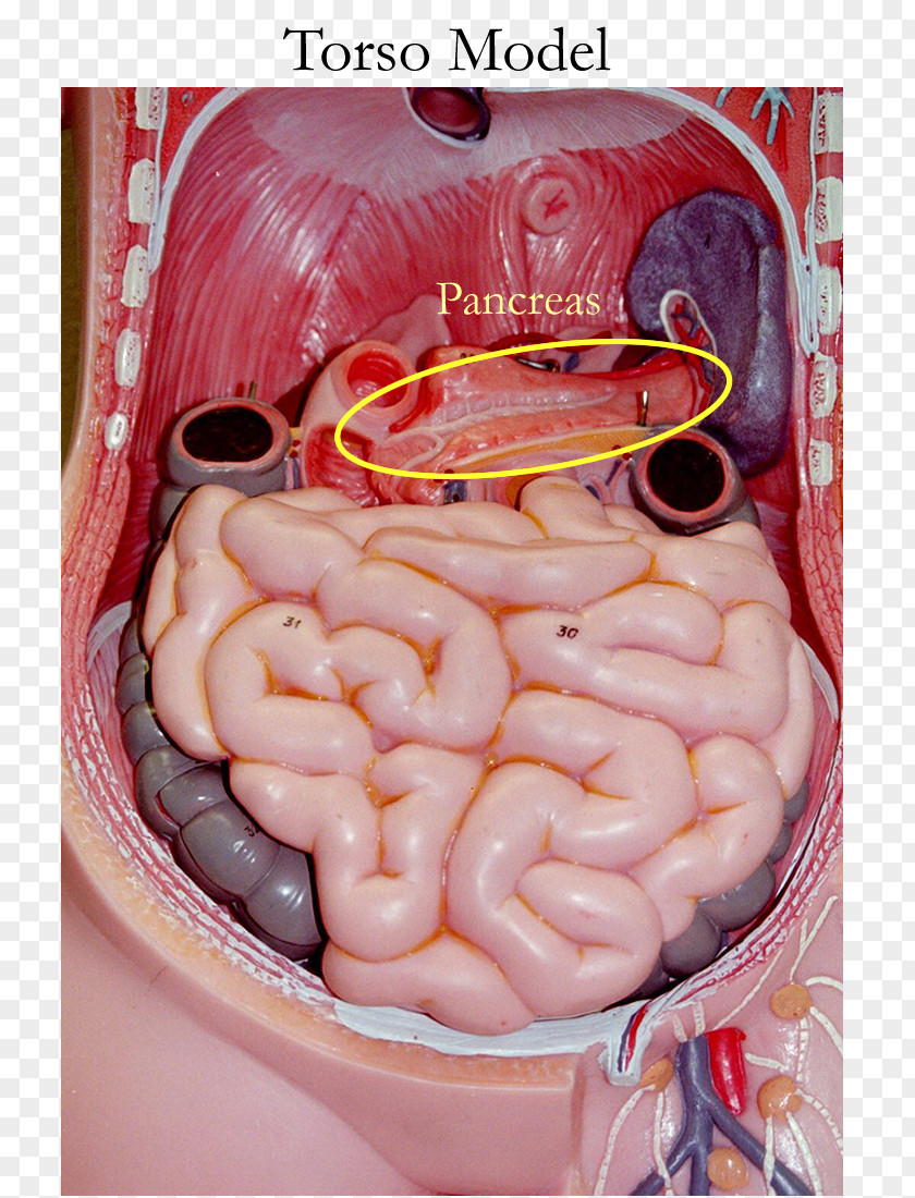 Spleen Small Intestine Anatomy Gastrointestinal Tract Human Body Torso PNG