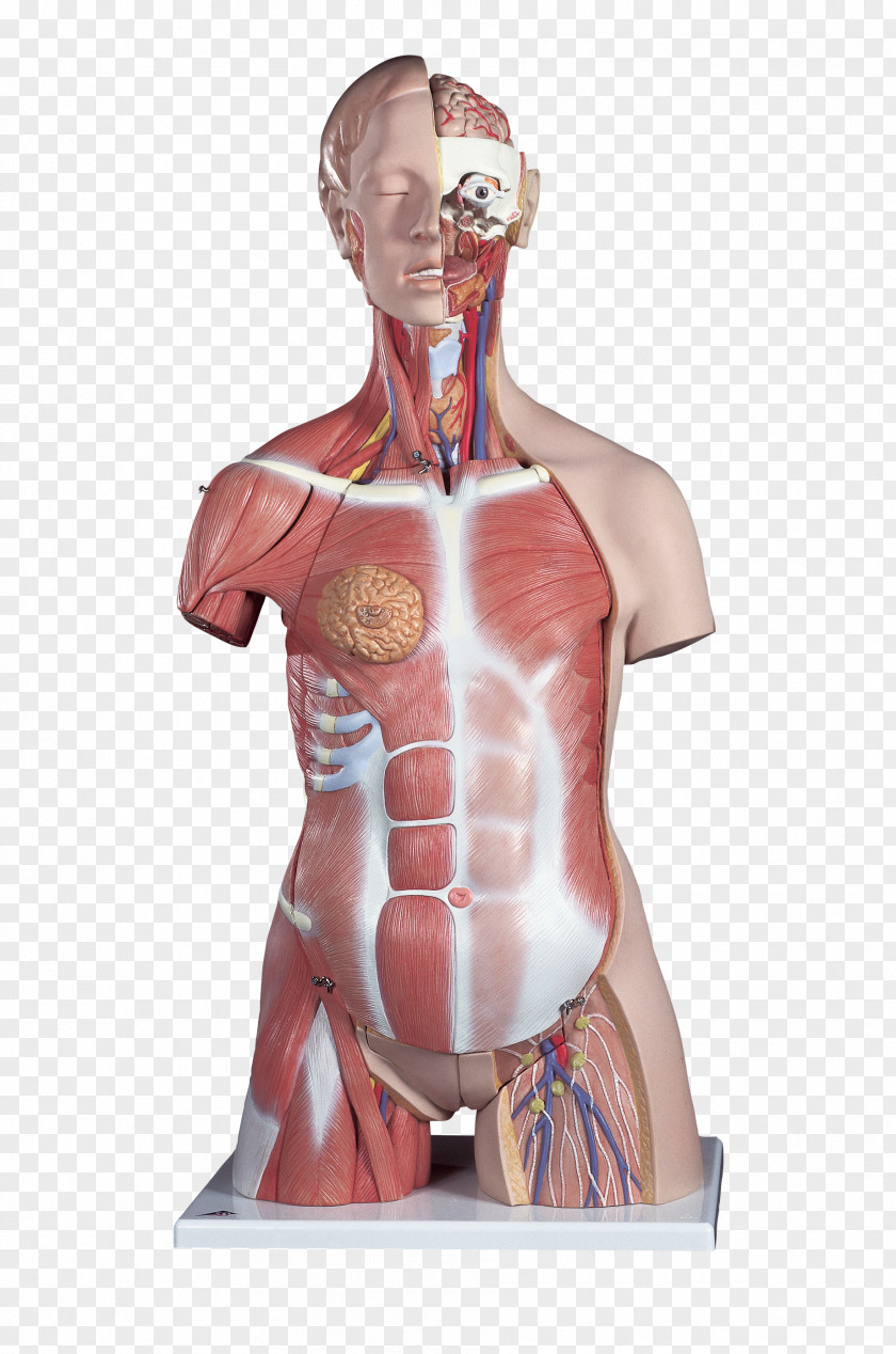 Torso Anatomy Human Body Muscle PNG