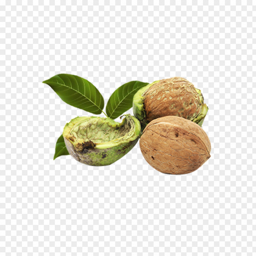 Walnut Vector And Coffee Cake PNG