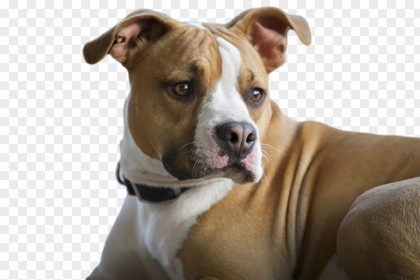 American Pit Bull Terrier Snout PNG