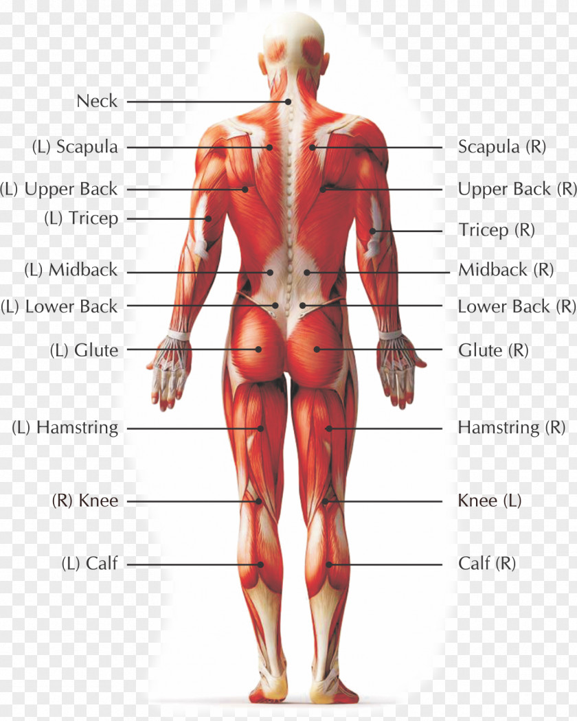 Back Pain In Spine Human Low Body Myofascial Release PNG
