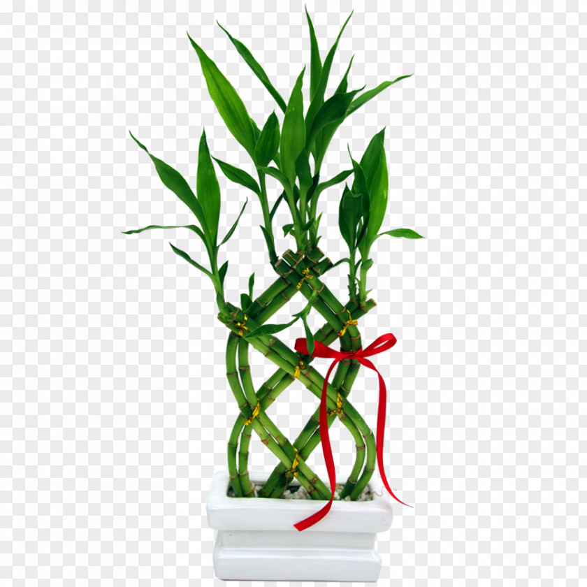 Bamboo Lucky Garden Vase Plant PNG